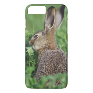 Coque Case-Mate iPhone Lièvre brun, Lepus europaeus, jeune mangeant,