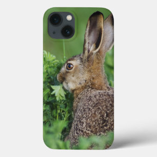 iPhone 13 Case Lièvres Brown, europaeus de Lepus, jeune