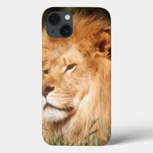 iPhone 13 Coque Lion adulte mâle