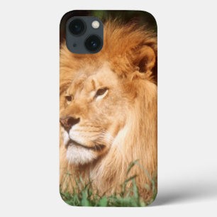 iPhone 13 Coque Lion adulte mâle