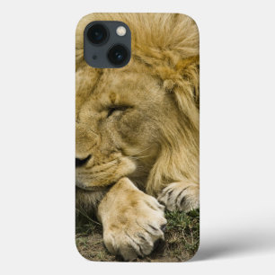 Coques Pour iPhone Lion africain, Panthera Lion, fixation endormie