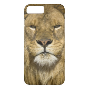 Coque iPhone 7 Plus Lion barbare africain, Panthera leo leo, l'un des