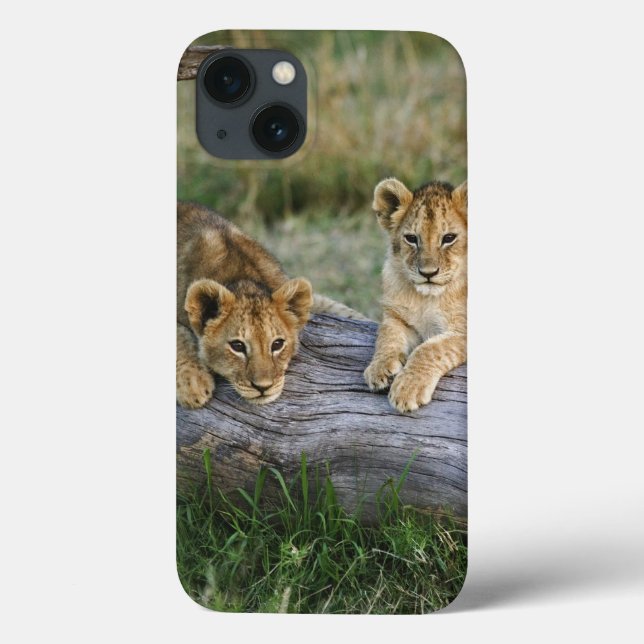 Coques Case-Mate iPhone Lion cubs on log, Panthera leo, Masai Mara, 2 (Verso)