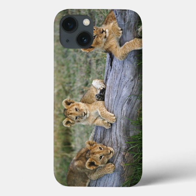 Coques Case-Mate iPhone Lion cubs on log, Panthera leo, Masai Mara, 2 (Verso)