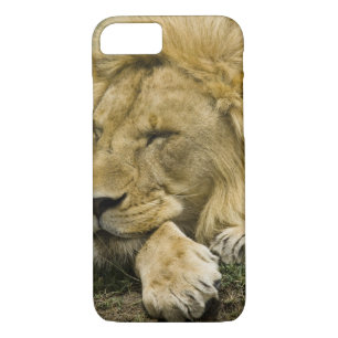 Coque Case-Mate Pour iPhone Lion d'Afrique, Lion panthère, endormi