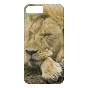 Etui iPhone Case-Mate Lion d'Afrique, Lion panthère, endormi