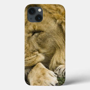 Case-Mate iPhone Case Lion d'Afrique, Panthera leo, allongé endormi
