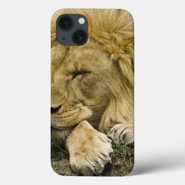 Coques Case-Mate iPhone Lion d'Afrique, Panthera leo, couché endormi (Verso)