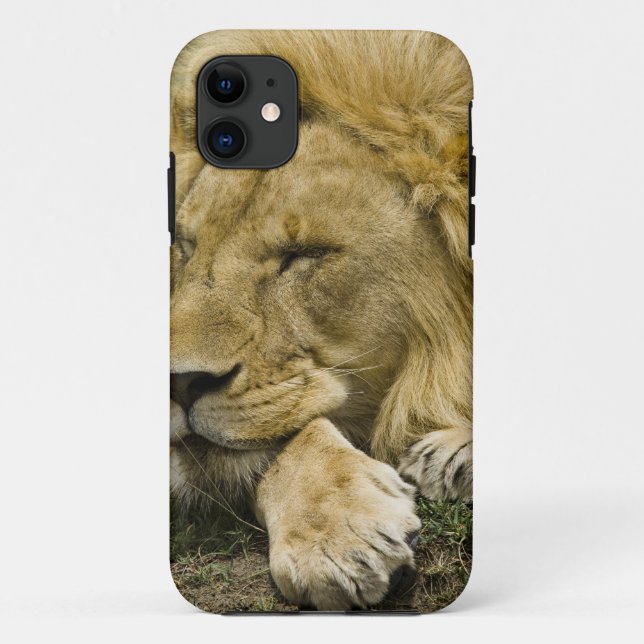 Coques Case-Mate iPhone Lion d'Afrique, Panthera leo, couché endormi (Dos)