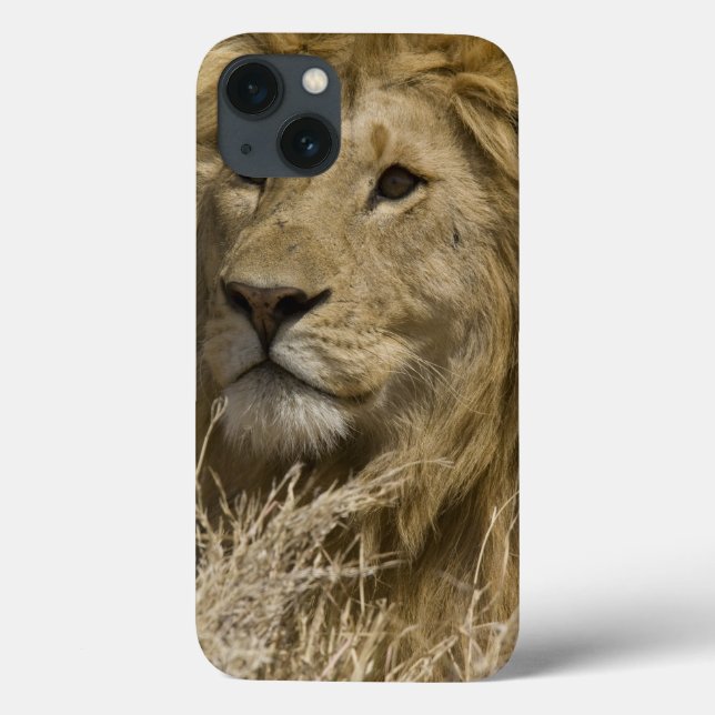 Coques Case-Mate iPhone Lion d'Afrique, Panthera leo, Portrait d'un (Verso)