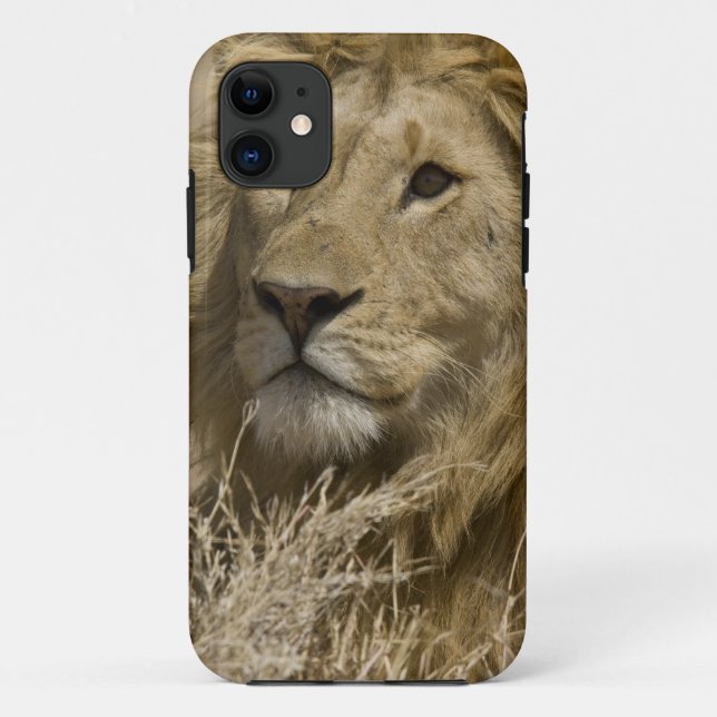 Coques Case-Mate iPhone Lion d'Afrique, Panthera leo, Portrait d'un (Dos)