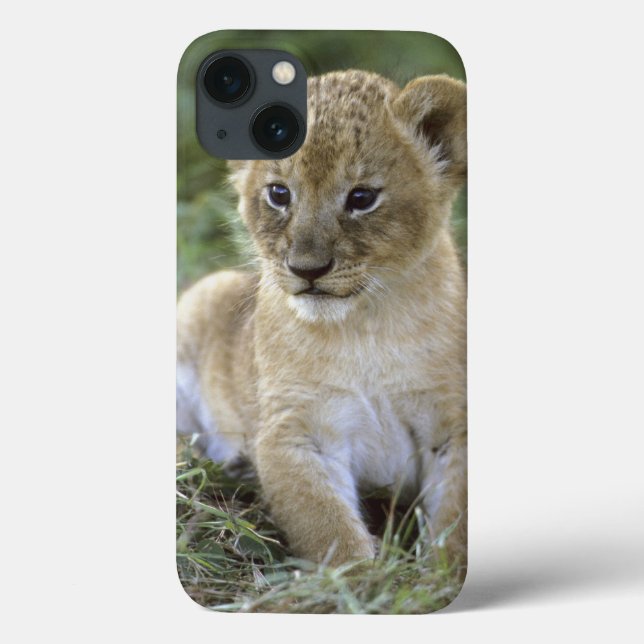 Coques Case-Mate iPhone Lion d'Afrique, Panthera leo), Tanzanie, (Verso)
