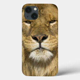 Etui iPhone 13 Lion de Barbarie d'Africain, Panthera Lion Lion,