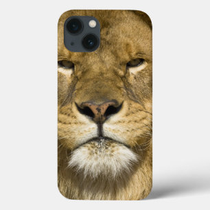 Etui iPhone Case-Mate Lion de Barbarie d'Africain, Panthera Lion Lion,