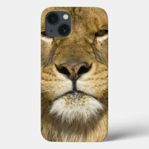 Coque Case-Mate iPhone Lion de Barbarie d'Africain, Panthera Lion Lion,