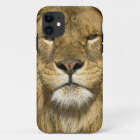Lion de Barbarie d'Afrique, Panthera leo leo, l'un