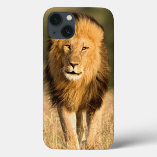 iPhone 13 Coque Lion mâle marchant