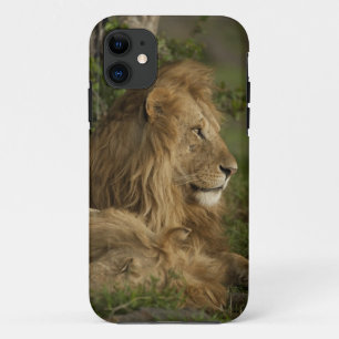 Coque iPhone 11 Lion, Panthera leo, Lower Mara, Masai Mara GR,