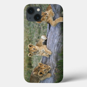 Etui iPhone Case-Mate Lionceaux sur rondin