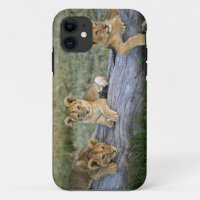 Lionceaux sur rondin