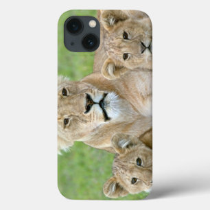 iPhone 13 Coque Lionne et Deux Oursons, Afrique de l'Est, Tanzanie