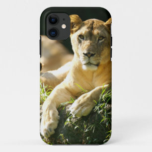 Case-Mate iPhone Case Lions