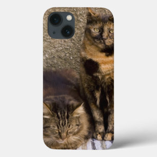 iPhone 13 Coque L'Italie, Cinque Terre, Vernazza. Trois chats à