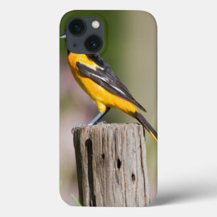 Etui iPhone 13 Loriole de Baltimore femelle dans un jardin fleuri