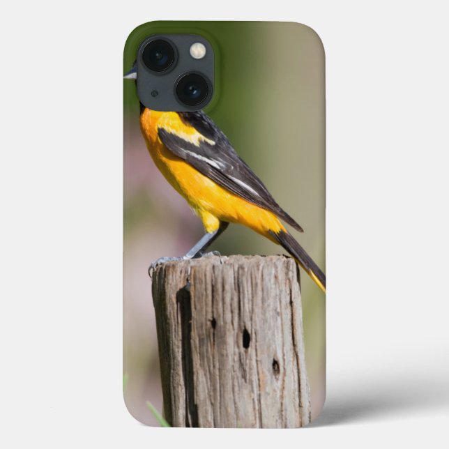 Coques Case-Mate iPhone Loriole de Baltimore femelle dans un jardin fleuri (Verso)