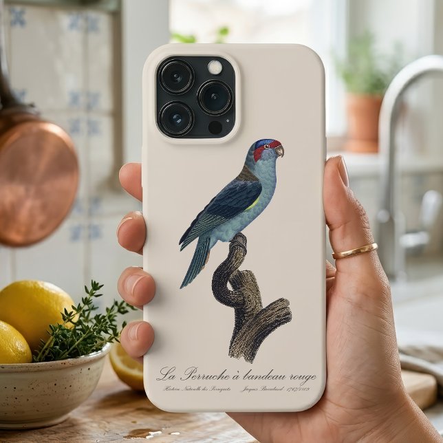 Coques Case-Mate iPhone Loriquet à tête bleue, Trichoglossus concinnus (Musk Lorikeet, Trichoglossus Concinnus. iPhone Case)