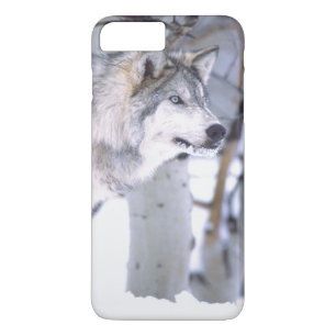 Coque iPhone 8 Plus/7 Plus Loup de bois, Canis lupus, Animal de cinéma Utah)