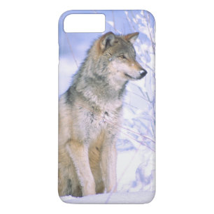 Coque Case-Mate Pour iPhone Loup gris assis dans la neige, Canis lupus,