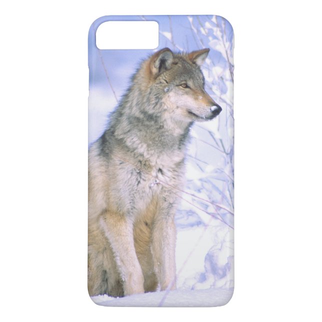 Coques Case-Mate iPhone Loup gris assis dans la neige, Canis lupus, (Dos)