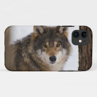 Case-Mate iPhone Case Loup gris européen
