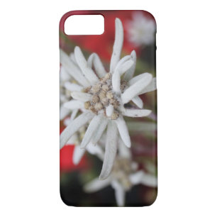 Coques Pour iPhone Lovely Edelweiss Leontopodium nivale