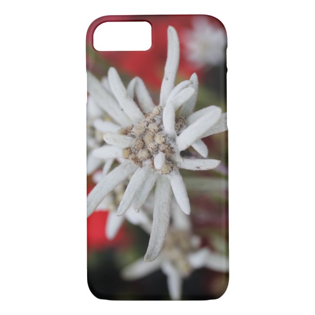 Coques Case-Mate iPhone Lovely Edelweiss Leontopodium nivale (Dos)