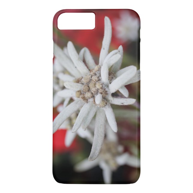 Coques Case-Mate iPhone Lovely Edelweiss Leontopodium nivale (Dos)