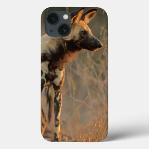 iPhone 13 Case Lycaon Pictus (Chien Sauvage Africain), Kruger