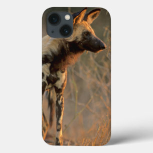 iPhone 13 Coque Lycaon Pictus (Chien Sauvage Africain), Kruger