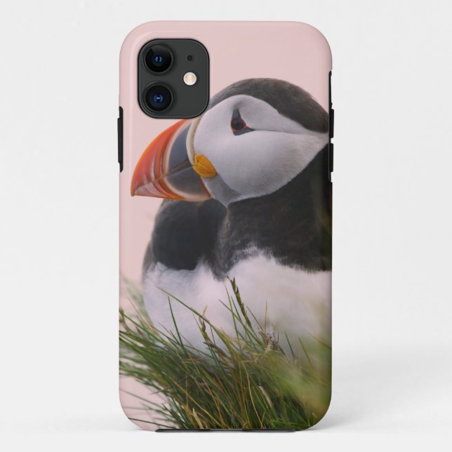 Coques Case-Mate iPhone Macareux atlantique (Fratercula arctica) (Dos)