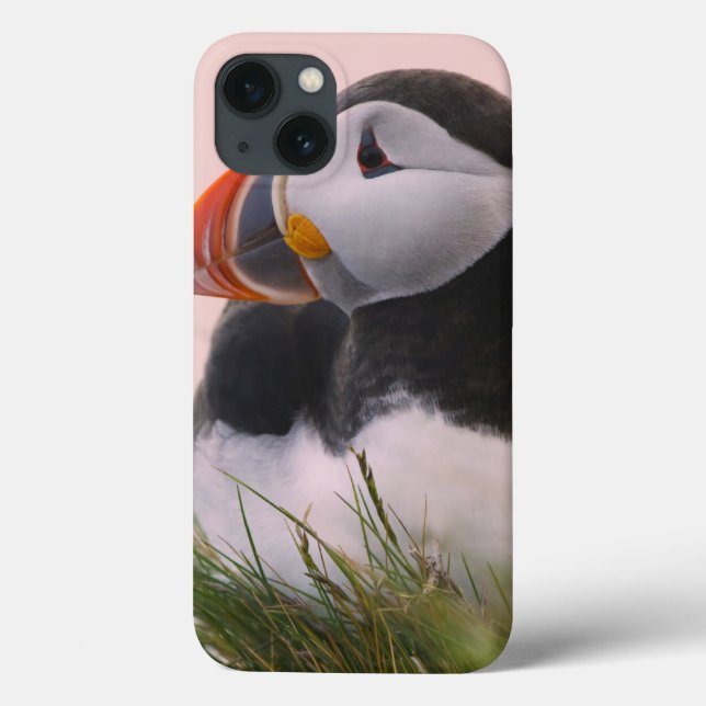 Coques Case-Mate iPhone Macareux atlantique (Fratercula arctica) (Verso)