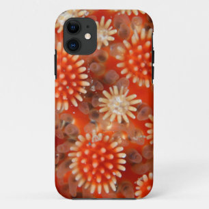 Coque Case-Mate Pour iPhone Macro étoile de mer