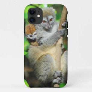 Coques Pour iPhone Madagascar, Andasibe, Ile Aux Lemuriens, Mère