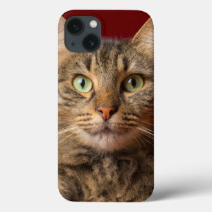 Etui iPhone 13 Maine Coon for Christmas with collector