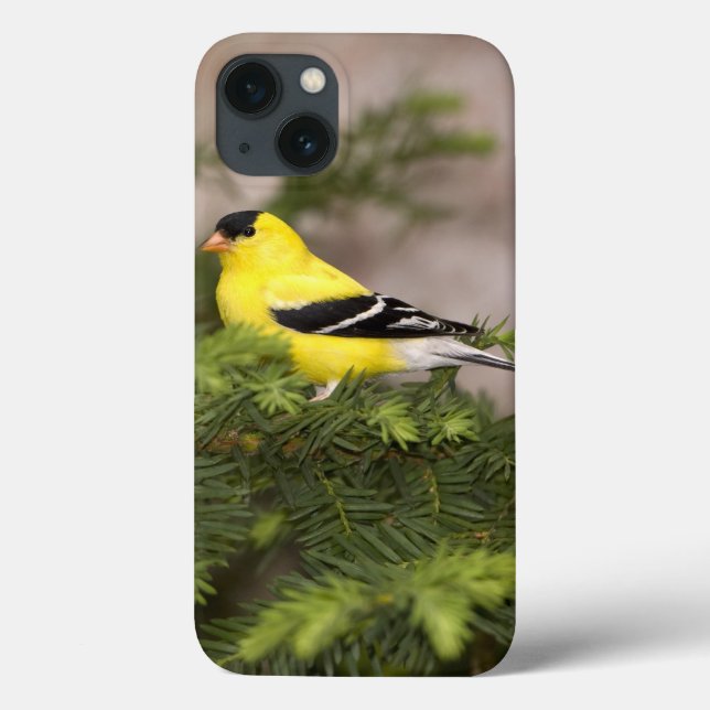 Coques Case-Mate iPhone Mâle américain de chardonneret dans un arbre (Verso)