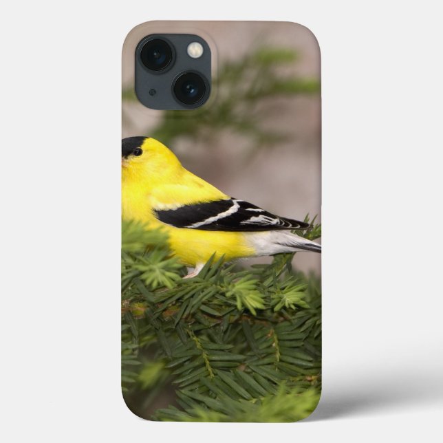 Coques Case-Mate iPhone Mâle américain de chardonneret dans un arbre (Verso)