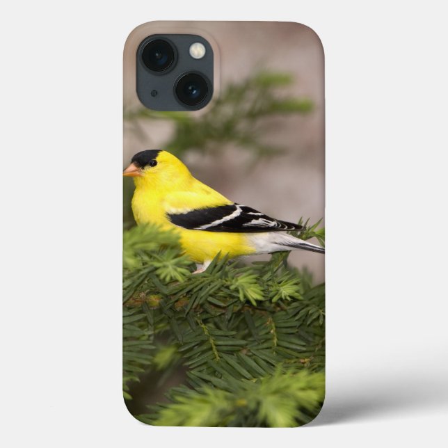 Coques Case-Mate iPhone Mâle américain de chardonneret dans un arbre (Verso)