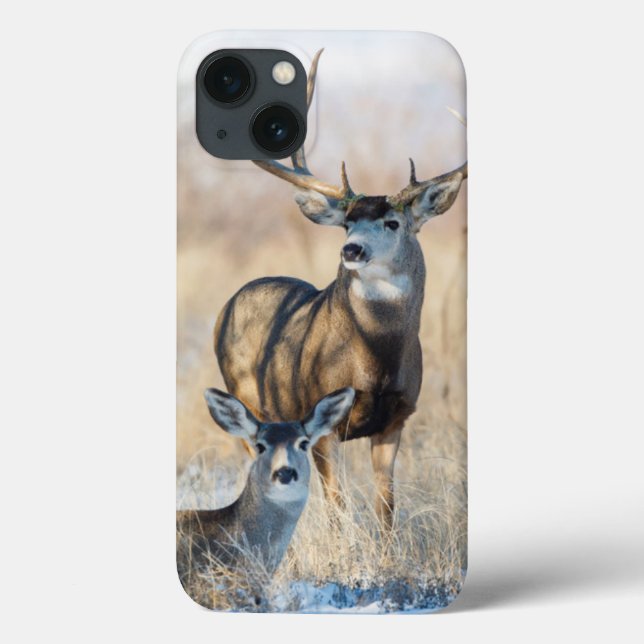 Coques Case-Mate iPhone Mâle et daine de cerfs communs de mule (Verso)