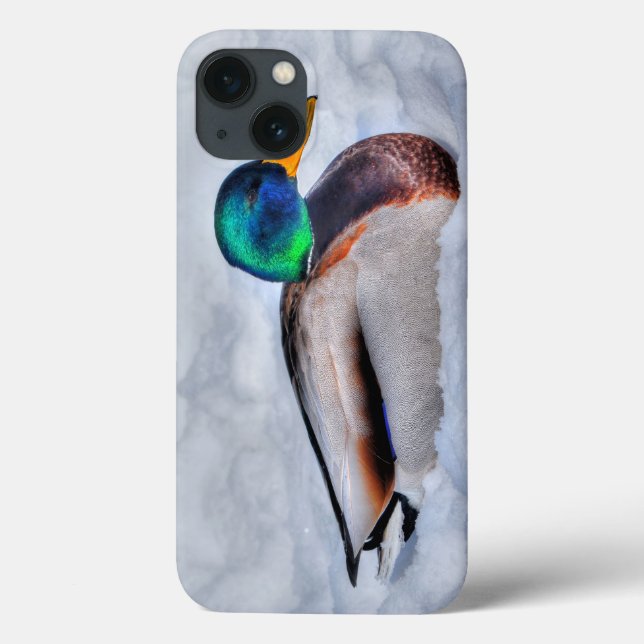 Coques Case-Mate iPhone Mallard Duck Drake Wildlife Portrait (Verso)