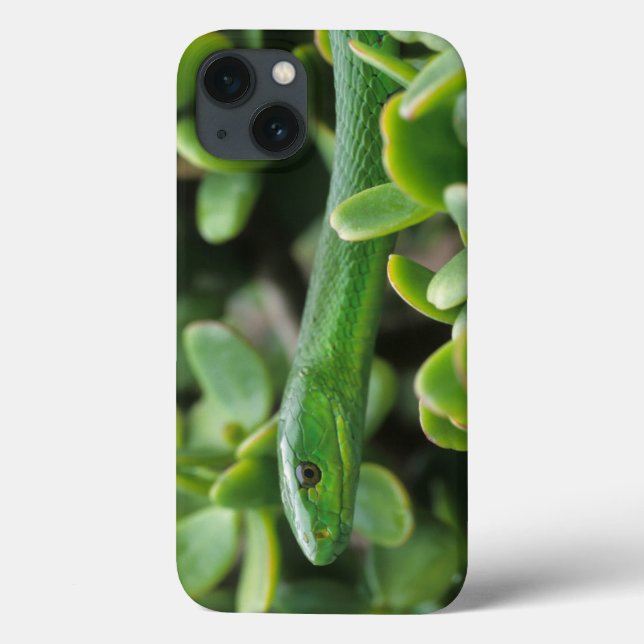Coques Case-Mate iPhone Mamba vert oriental (Dendroaspis angusticeps) (Verso)